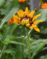 Rudbeckia or black-eyed susan just starting to bloom 