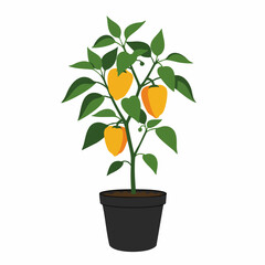 Potted Yellow Pepper Plant with Lush Green Foliage