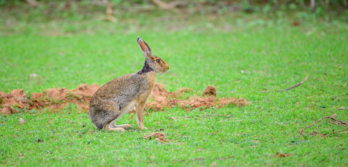 Rabbit in the grass, A wild black-naped hare with striking upright ears, remains alert on the forest floor. 
