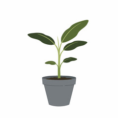 Vibrant potted plant with lush green leaves