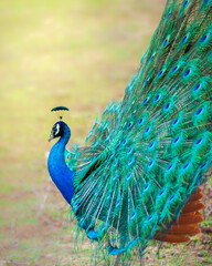 Obraz premium Beautiful peacock dance close-up, peacock displays its feathers at Yala National Park, Sri Lanka. 