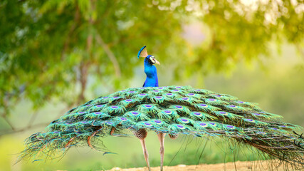 A peacock lowering its tail feathers after the courtship dance, view from behind
