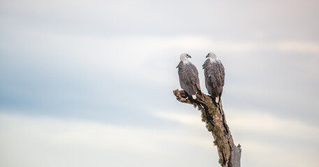 Two white-bellied sea eagles perch on a dry tree branch, facing eachother at Yala National Park, Sri Lanka.