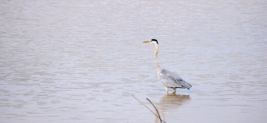 Grey heron wading in shallow waters.