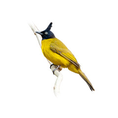 Black-crested Bulbul perched on a white branch, showing off its vibrant yellow plumage and striking black crest against a clean background.