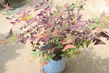 Christia vespertilionis, also known as butterfly wing leaf plant