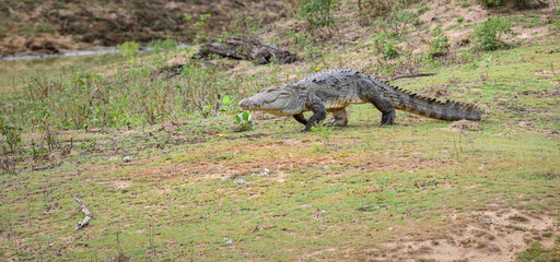 A large mugger crocodile walks on the grassy ground towards a water body at Yala National Park. 