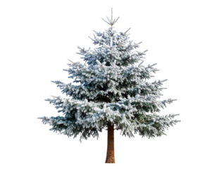 Bare Winter Tree Shaped Like a Christmas Tree, Frosted Branches, Transparent Background