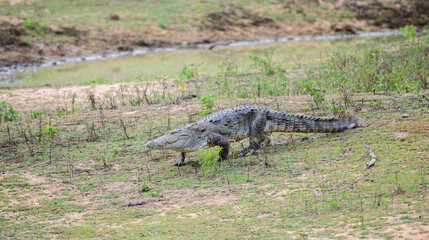 A mugger crocodile moves while urinating in the grass bank at Yala National Park, Sri Lanka. 
