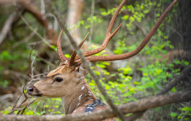 Sri Lankan axis deer with antlers in the woods