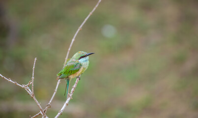 Naklejka premium Green bee-eater sitting on a thin branch against a soft natural green backdrop at Yala National Park, Sri Lanka. 