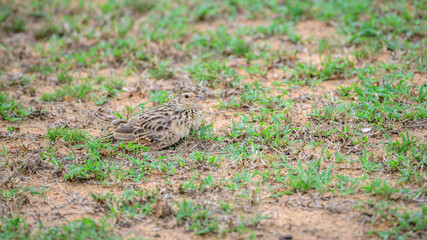 Jerdon's Bushlark resting on the ground. The bird blends into its surroundings.