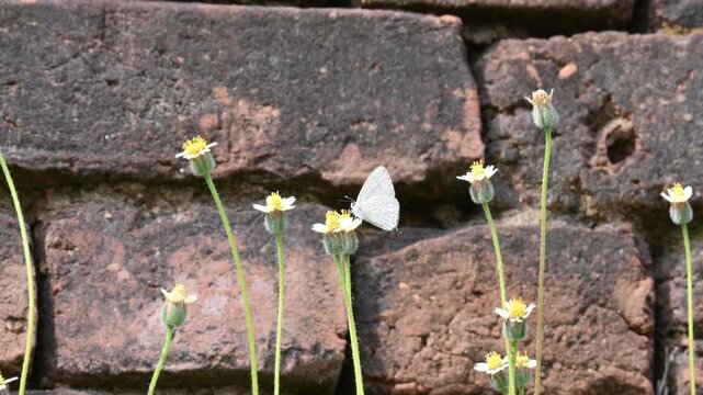 Catochrysops strabo butterfly sitting on the flower. The&nbsp;forget me not is a small butterfly found in Asia that belongs to the&nbsp;lycaenidae aur blues&nbsp;family. Tridax procumbens flower. 
