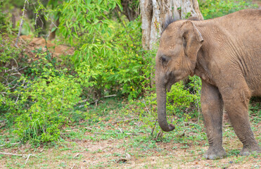 Fototapeta premium Isolated baby elephant in the forest of Yala National Park, Sri Lanka.