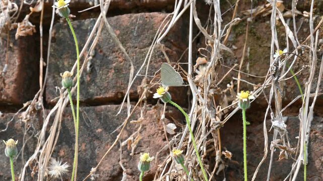 Catochrysops strabo butterfly sitting on the flower. The&nbsp;forget me not is a small butterfly found in Asia that belongs to the&nbsp;lycaenidae aur blues&nbsp;family. Tridax procumbens flower. 
