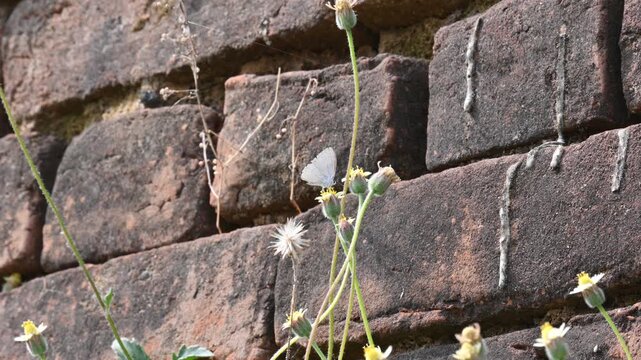 Catochrysops strabo butterfly sitting on the flower. The&nbsp;forget me not is a small butterfly found in Asia that belongs to the&nbsp;lycaenidae aur blues&nbsp;family. Tridax procumbens flower. 
