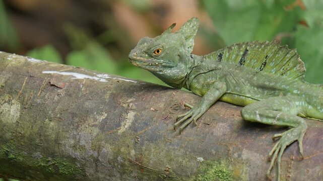 Green basilisk lizard resting on tree trunk in tropical rainforest (Basiliscus plumifrons)