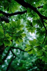 Obraz premium Lush green leaves in a tree canopy