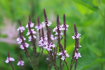 Lovely flowers in Summer in Hokkaido