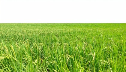 Lush green rice paddy field