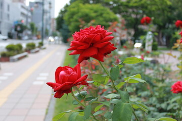 Lovely flowers in Summer in Hokkaido