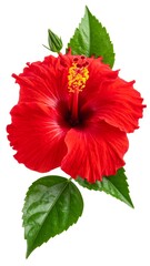 Vibrant red hibiscus flower with leaves (1)