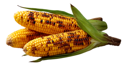 Three grilled corn on the cob with green husks isolated on transparent background