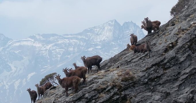 Drone shot of Himalayan Tahr herd in Everest region, high-altitude wildlife of Nepal with mountain range in backdrop with peaceful nature view serene wildlife