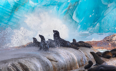 Group Seals Resting Rock Ice