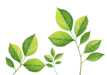 Fototapeta premium Green leaves isolated on transparent background