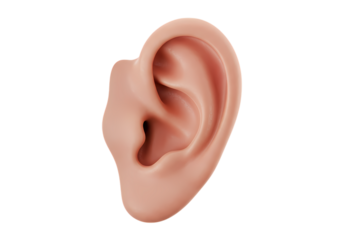 Human Ear Anatomy: Realistic Close-Up Isolated on Transparent Background