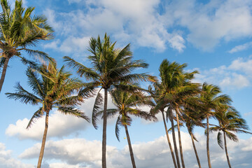 Fototapeta premium Summer vacation in Florida. Palm tree of California. Tropical beach in Miami. Tropical outdoor scene with palm tree. Tropical summer vacation. Exotic nature. Palm tree. Desert palm cluster