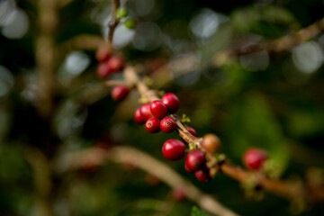 Farmer concept harvest fruit ripe coffee seed robusta arabica berry close up fresh green leaf bean picking orange crop red yellow berries raw plant tree farm growth blur background eco organic garden