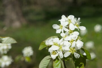 Closeup of a service berry, scientific name Amelanchier spicata