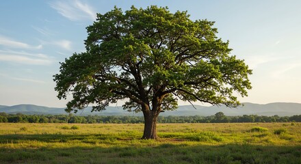 Obraz premium Large Green Tree Standing in Open Field Under Blue Sky