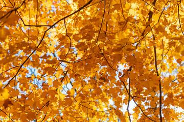 Fall weather outdoor. Leaves in autumn nature forest. Fallen leaves. Autumn nature forest. Orange and yellow fall leaves. Fall season colors. Nature in autumn. Autumn haze