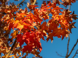 Leaves in autumn nature forest. Fallen leaves. Forest mood. Autumn nature forest. Orange and yellow fall leaves. Fall season colors. Nature in autumn. Fall weather outdoor