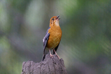 Orange-headed Thrush (Geokichla citrina) perched on stump with blurred green background in Hong Kong.
