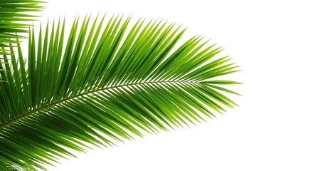 Fototapeta premium Green Palm Leaf with Detailed Fronds on White Background for Tropical Nature Decor