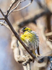 Eurasian siskin male, latin name spinus spinus, sitting on branch of tree. Cute little yellow songbird.