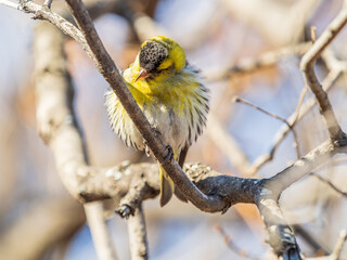 Eurasian siskin male, latin name spinus spinus, sitting on branch of tree. Cute little yellow songbird.