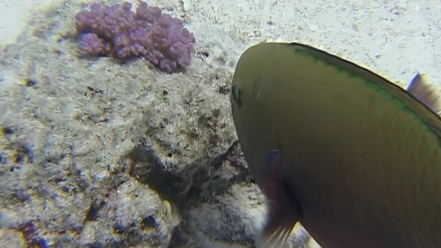 A parrotfish forages on the coral reef of the Red Sea during the daytime. This colorful creature is a common sight in this vibrant ecosystem.