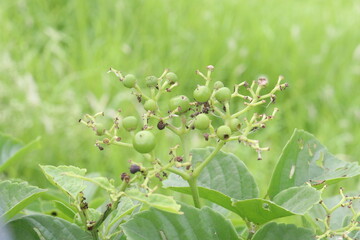 Causonis trifolia plant on jungle