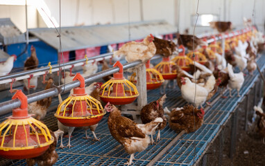 Production feeding line for laying hens of small poultry farm. Chickens walking on cages and eating from hanging feeders © JackF