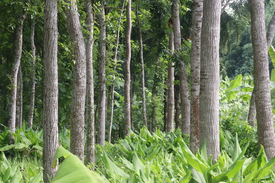 Swietenia mahagoni tree plant on farm
