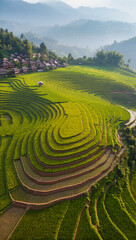 Rice Terrace Fields in Northern Thailand