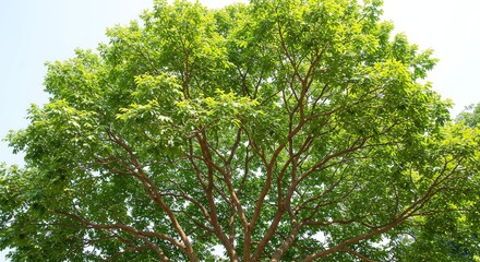 Fototapeta premium Lush Green Tree with Bright Foliage and Sunny Sky in Natural Environment