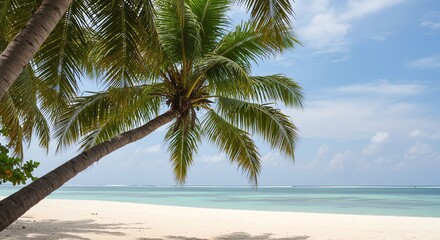 Fototapeta premium Palm Tree on Sandy Beach Under Blue Sky in Tropical Paradise