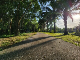 A peaceful asphalt path through a tropical park, lined with palm trees and lush greenery, captured in golden hour light. Ideal for nature walk or outdoor relaxation themes.