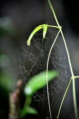 A spiderweb with dewdrops in nature.